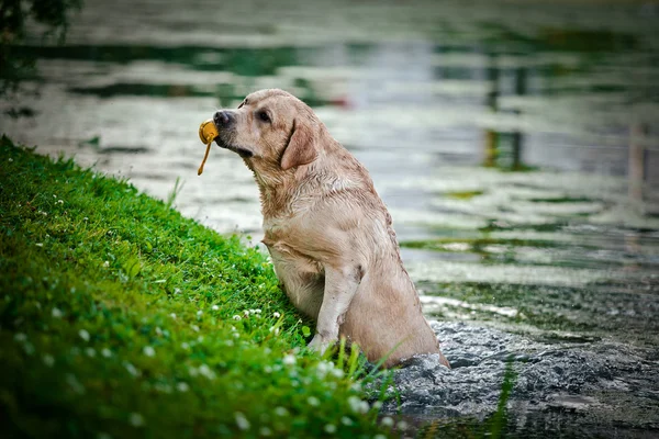 Dog labrador retriever na natureza — Fotografia de Stock