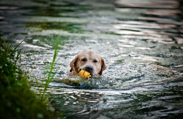 Pes labrador Rešeršér na přírodu — Stock fotografie
