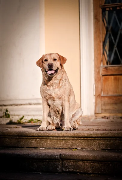 Perro labrador retriever en la naturaleza —  Fotos de Stock