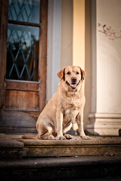 Dog labrador retriever on nature — Stock Photo, Image