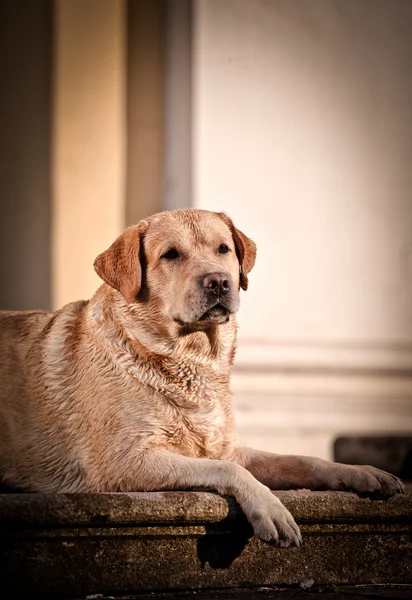 Dog labrador retriever on nature — Stock Photo, Image