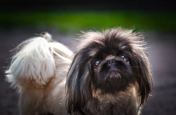 Pekingese in de natuur — Stockfoto