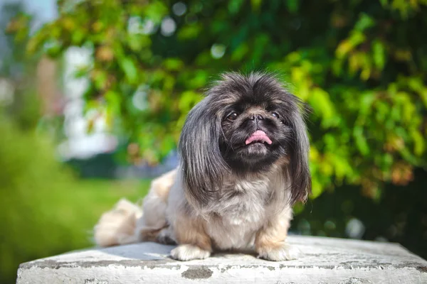 Pekinés en la naturaleza — Foto de Stock