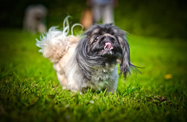 Pekinés en la naturaleza — Foto de Stock