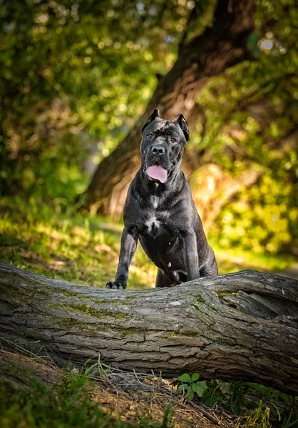 Psí plemeno cane corso — Stock fotografie