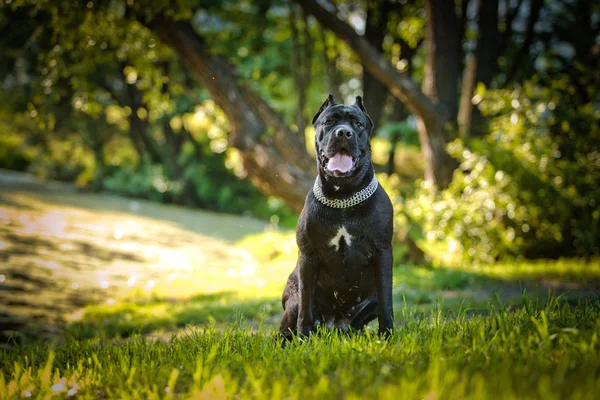 Psí plemeno cane corso — Stock fotografie