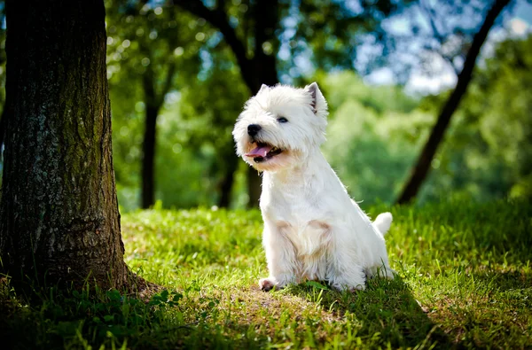 West Highland White Terrier en la naturaleza — Foto de Stock