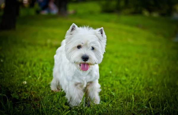 West Highland White Terrier dans la nature — Photo