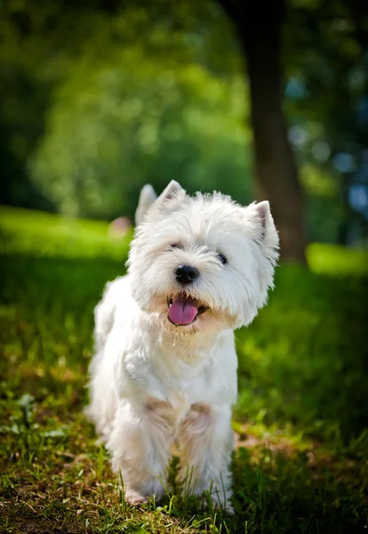 West Highland White Terrier en la naturaleza —  Fotos de Stock