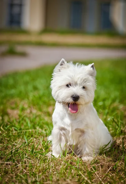 West Highland White teriér v přírodě — Stock fotografie