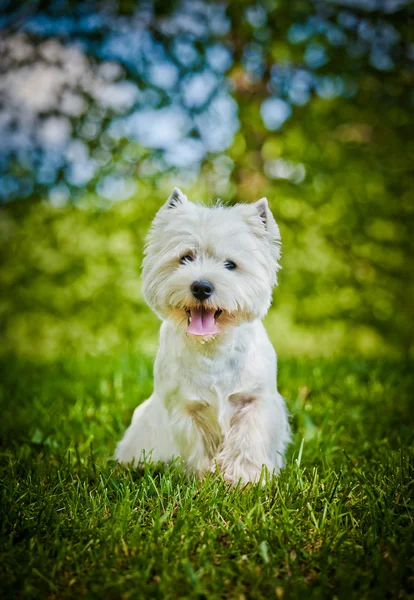 West Highland White Terrier in der Natur — Stockfoto