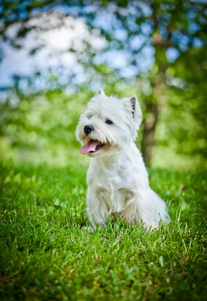 West Highland White Terrier ในธรรมชาติ — ภาพถ่ายสต็อก