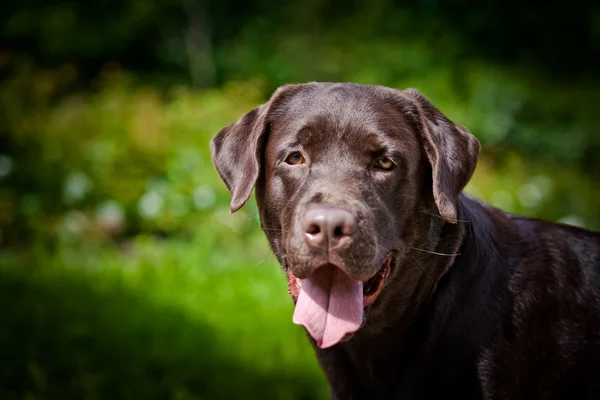 Hund labrador retriever på naturen — Stockfoto