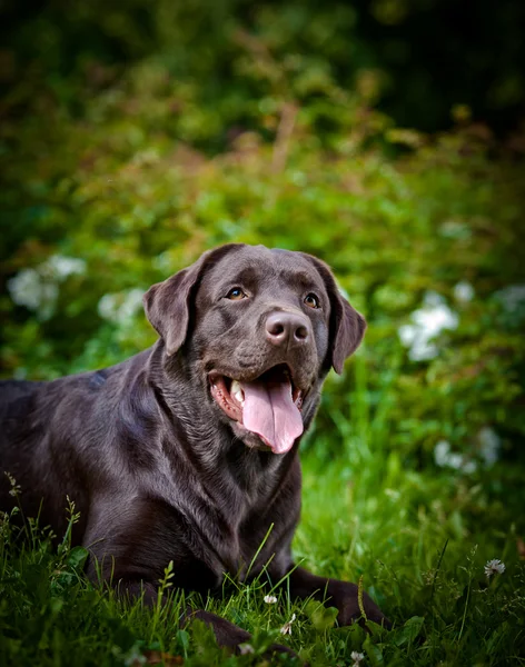 Dog labrador retriever on nature — Stock Photo, Image