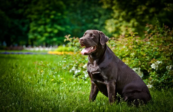 Pes labrador Rešeršér na přírodu — Stock fotografie