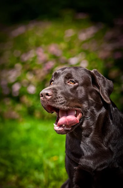 Pies labrador retriever na charakter — Zdjęcie stockowe