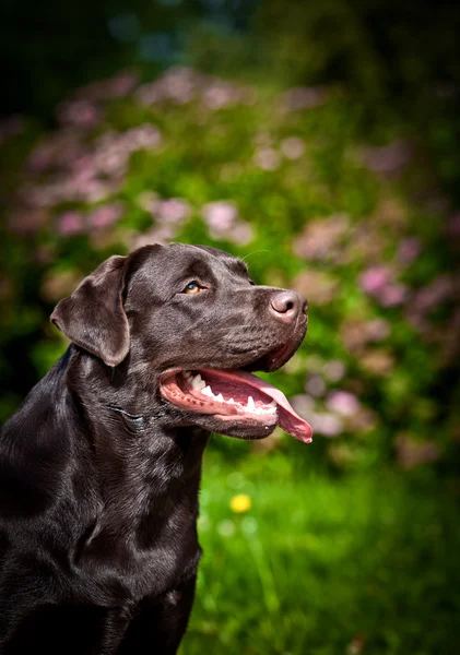 Pes labrador Rešeršér na přírodu — Stock fotografie