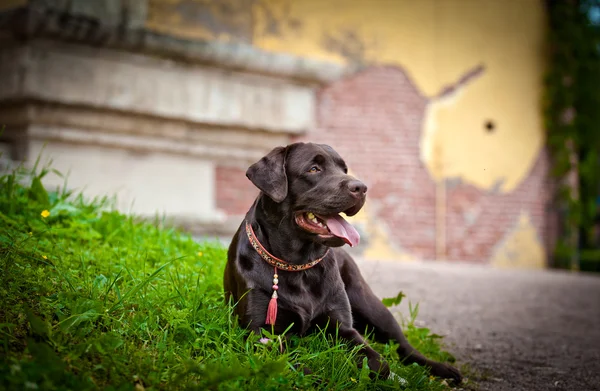 Dog labrador retriever on nature — Stock Photo, Image