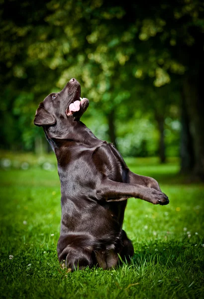 Hund labrador retriever på naturen — Stockfoto