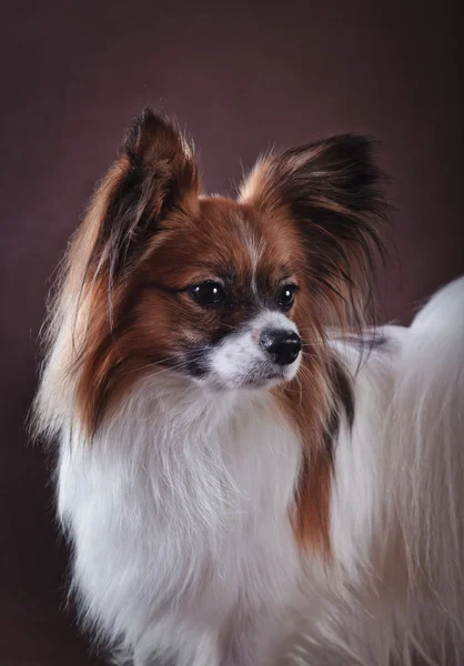 Papillon cão em um fundo colorido — Fotografia de Stock