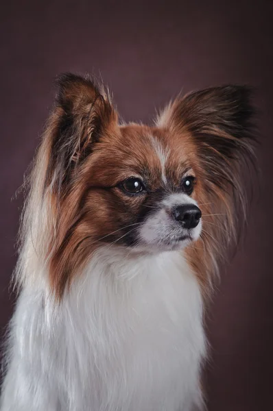 Papillon dog on a colored background — Stock Photo, Image