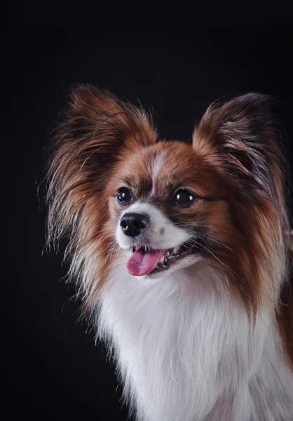 Papillon hund på en färgad bakgrund — Stockfoto