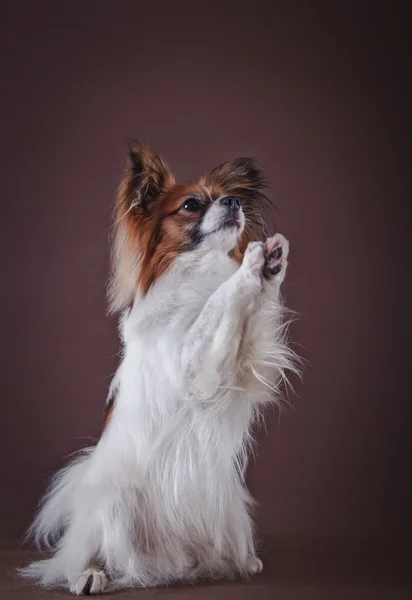 Papillon cane su sfondo colorato — Foto Stock