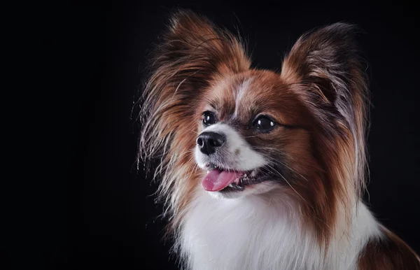 色付きの背景の上にパピヨン犬 — ストック写真