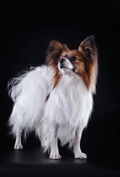 Papillon perro sobre un fondo de color — Foto de Stock