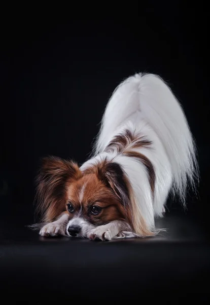 Papillon Hund auf farbigem Hintergrund — Stockfoto