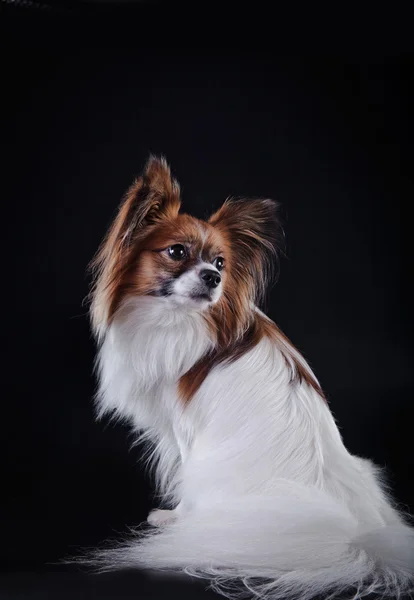 Papillon cão em um fundo colorido — Fotografia de Stock