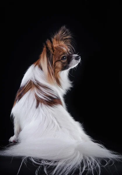 Papillon dog on a colored background — Stock Photo, Image