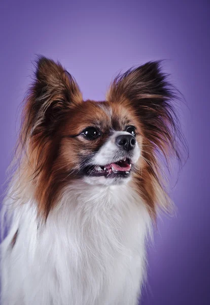 Papillon dog on a colored background — Stock Photo, Image