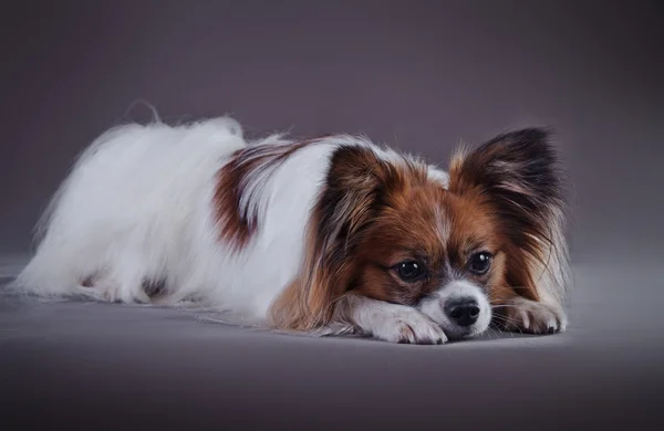 Papillon Hund auf farbigem Hintergrund — Stockfoto