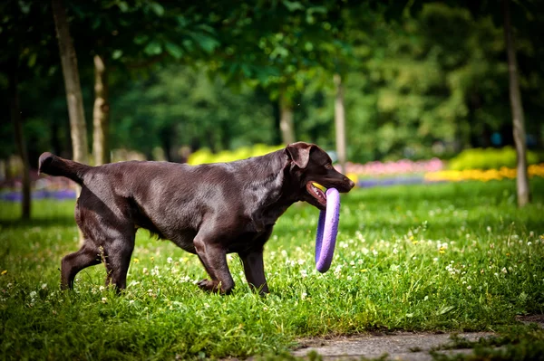 Dog labrador retriever on nature