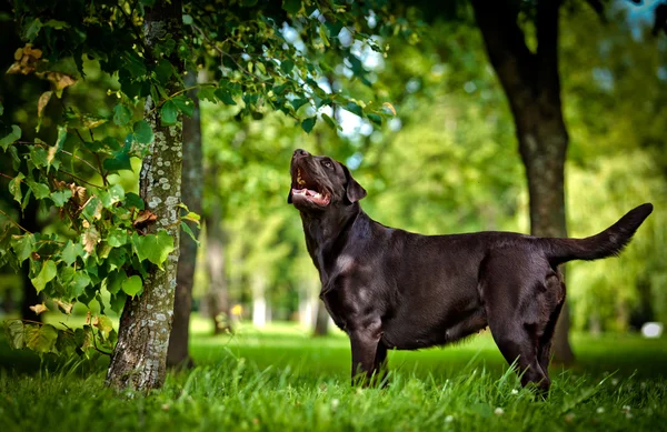 Dog labrador retriever on nature — Stock Photo, Image