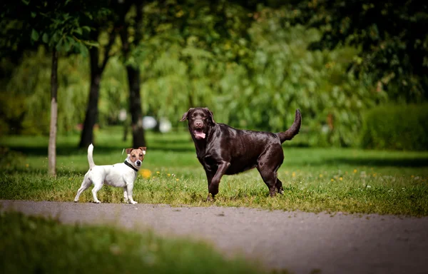 Hund labrador retriever på naturen — Stockfoto