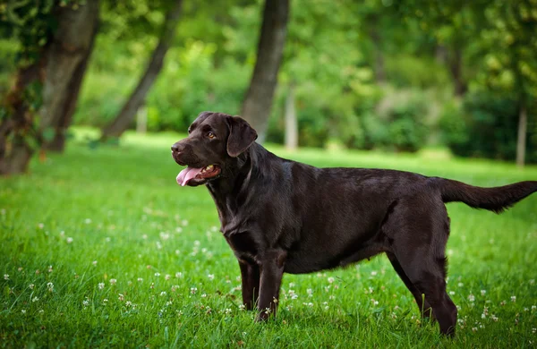 Hund labrador retriever på naturen — Stockfoto