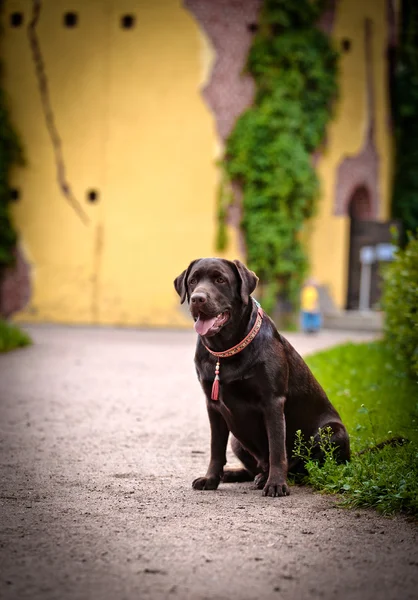 Dog labrador retriever na natureza — Fotografia de Stock