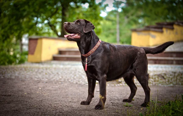 Köpek labrador retriever niteliğine — Stok fotoğraf