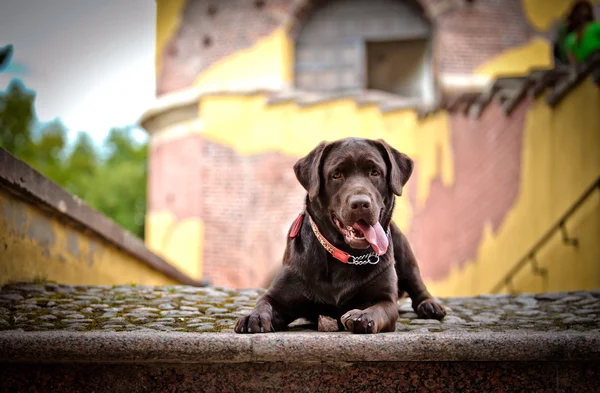 Dog labrador retriever on nature — Stock Photo, Image