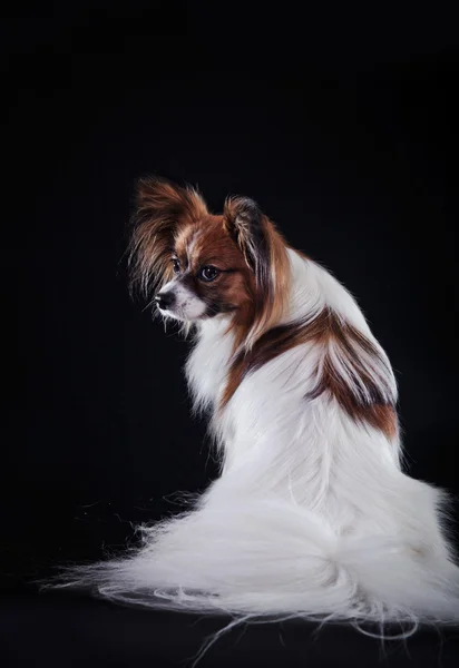 色付きの背景の上にパピヨン犬 — ストック写真