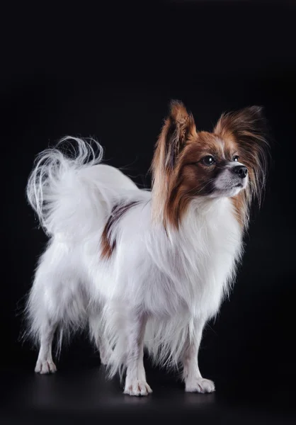 Papillon hond op een gekleurde achtergrond — Stockfoto