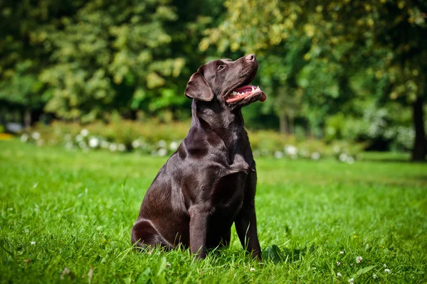 Hund labrador retriever på naturen — Stockfoto