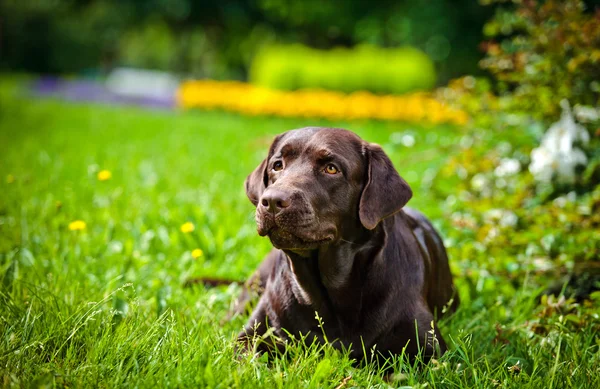 Dog labrador retriever on nature — Stock Photo, Image