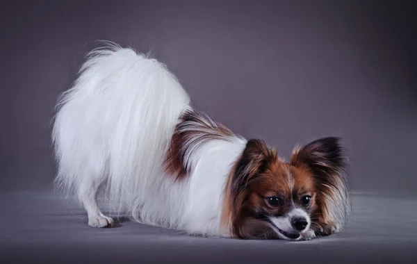 Papillon být v patách na barevném pozadí — Stock fotografie