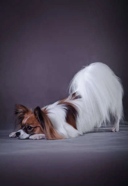 Papillon cão em um fundo colorido — Fotografia de Stock