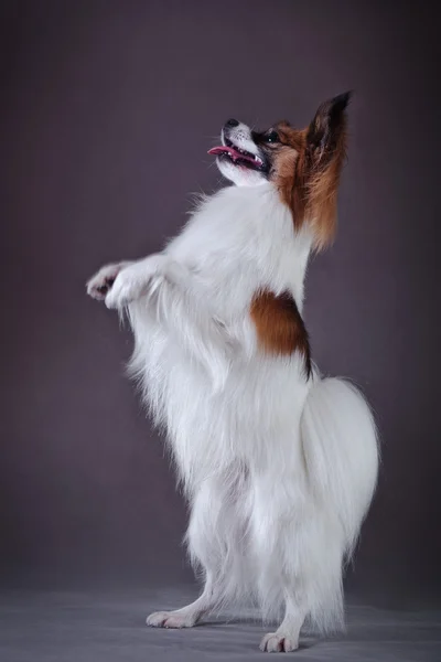 Papillon Hund auf farbigem Hintergrund — Stockfoto