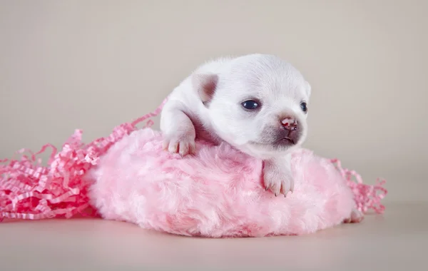 Chihuahua cão, cachorro em um fundo de cor — Fotografia de Stock