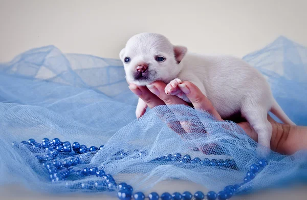 背景色の子犬、チワワ犬 — ストック写真